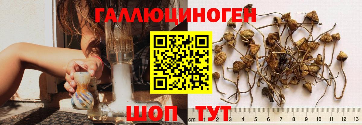 Гулькевичи  Псилоцибиновые грибы Psilocybine cubensis  Галлюциногенные грибы Cubensis  Вход с VPN 